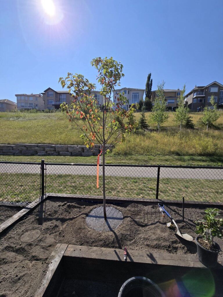 Yard Landscaping & Tree Planting_1