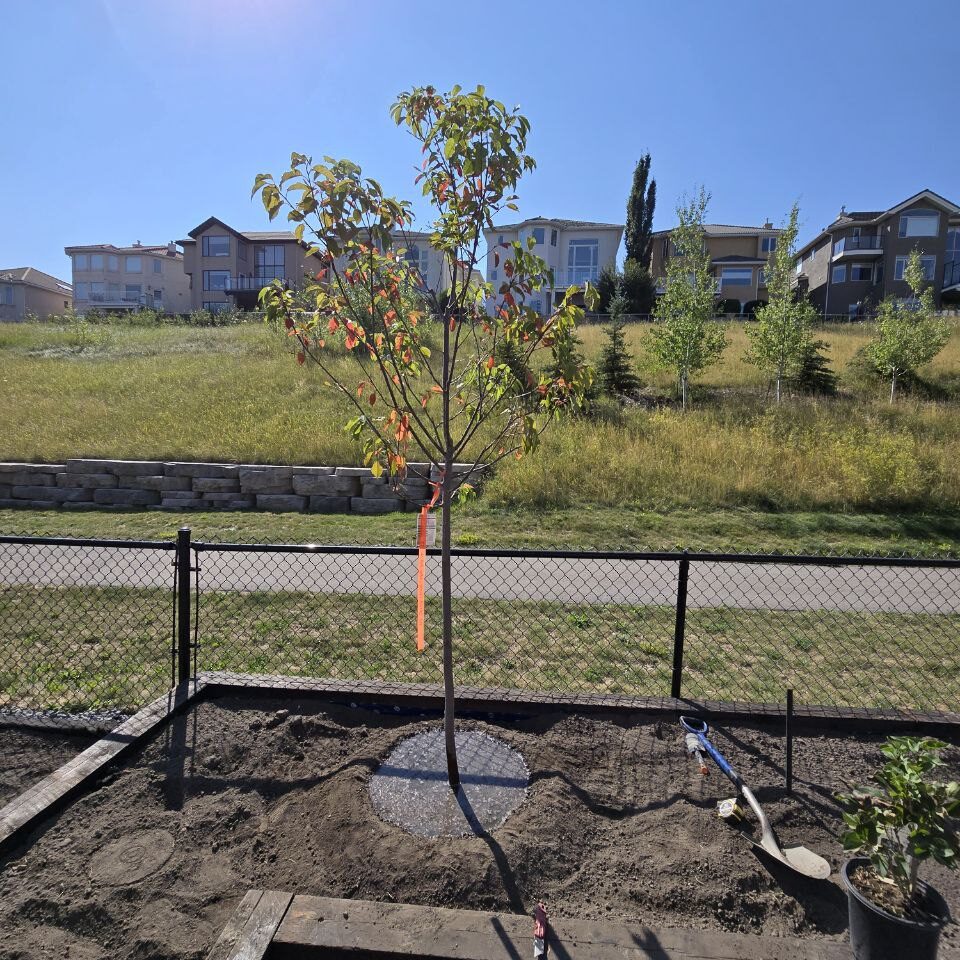 Yard Landscaping & Tree Planting